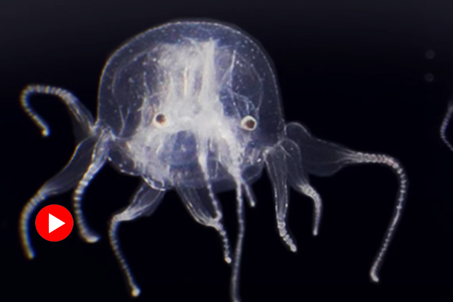 image of jellyfish 