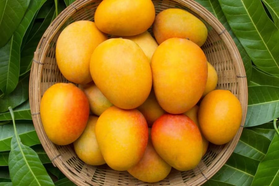 mangoes 