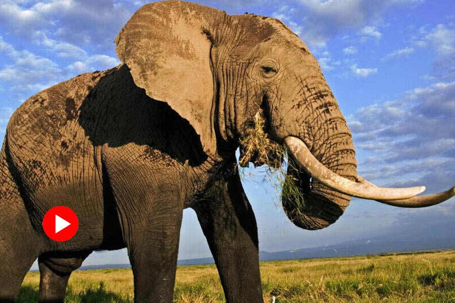representative photo of elephant
