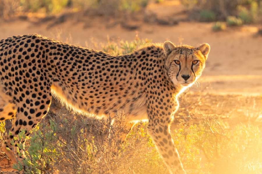 A poacher caught at Kuno National Park where the Cheetahs are kept