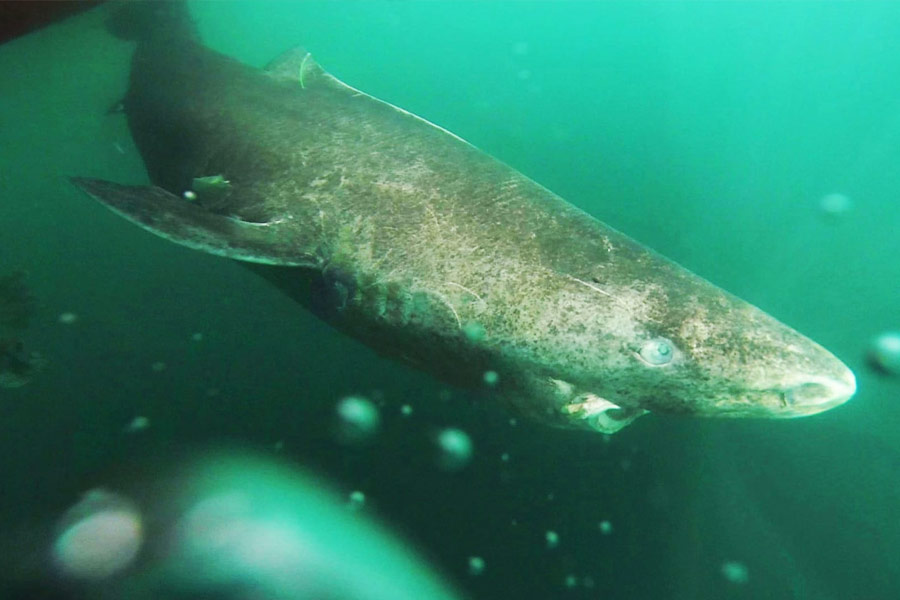 image of Greenland shark 