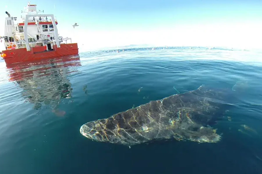 image of Greenland shark 