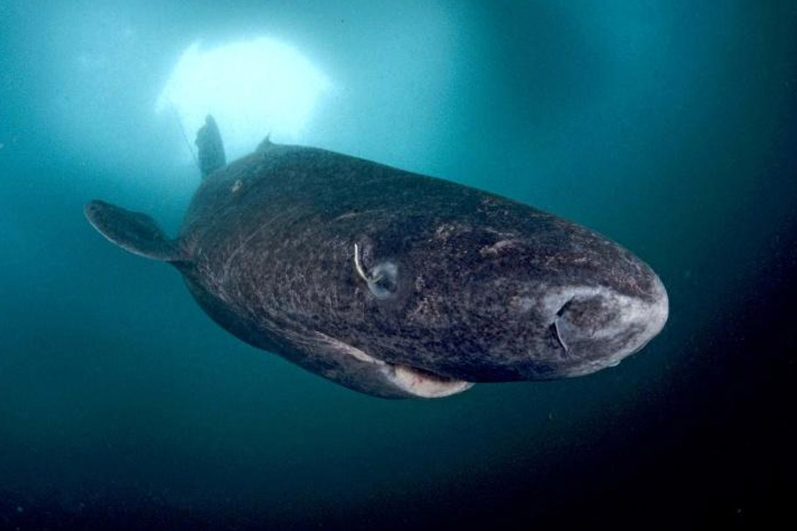 image of Greenland shark 