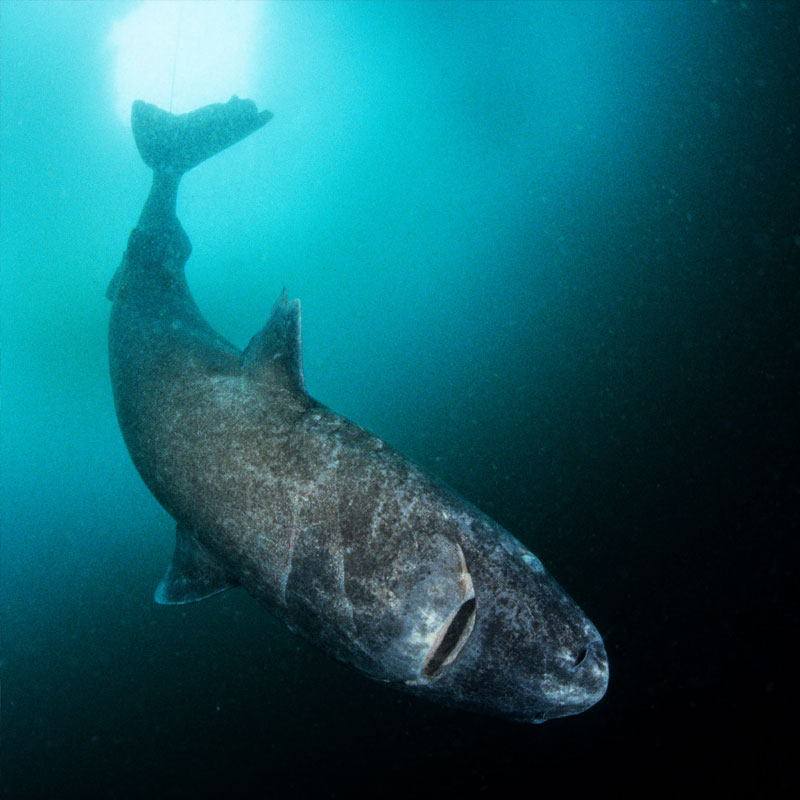 image of Greenland shark 