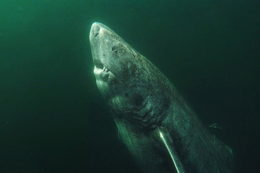 image of Greenland shark 