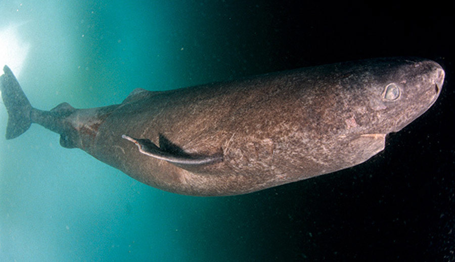 image of Greenland shark 