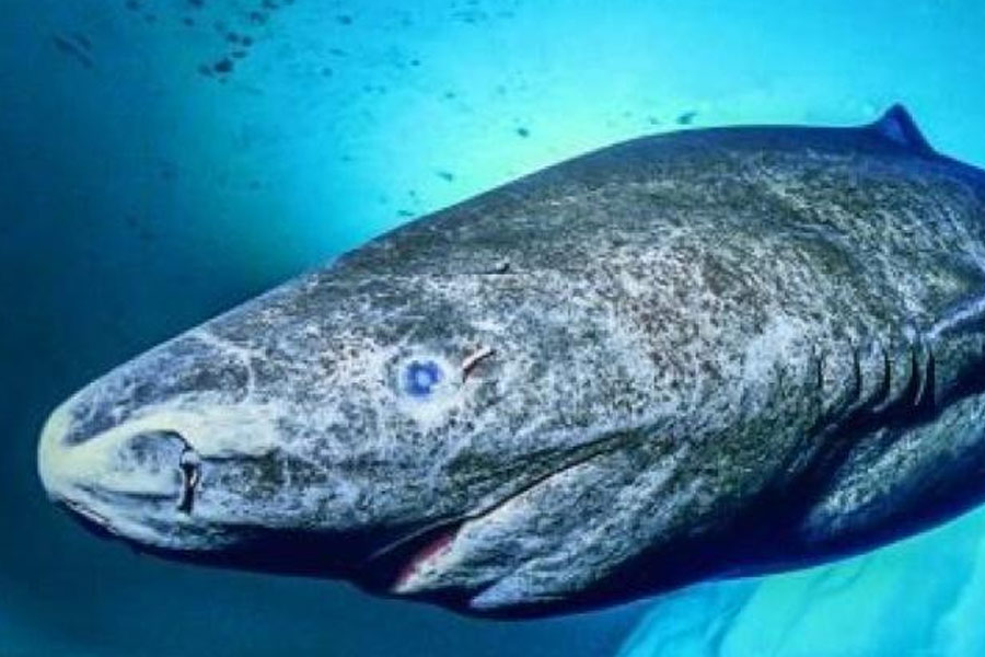 image of Greenland shark 