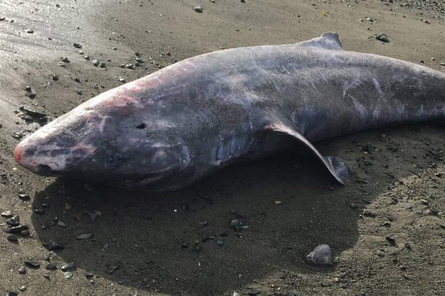 image of Greenland shark 