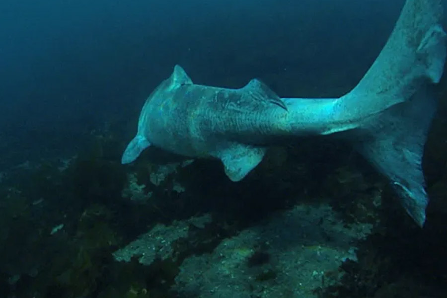 image of Greenland shark 