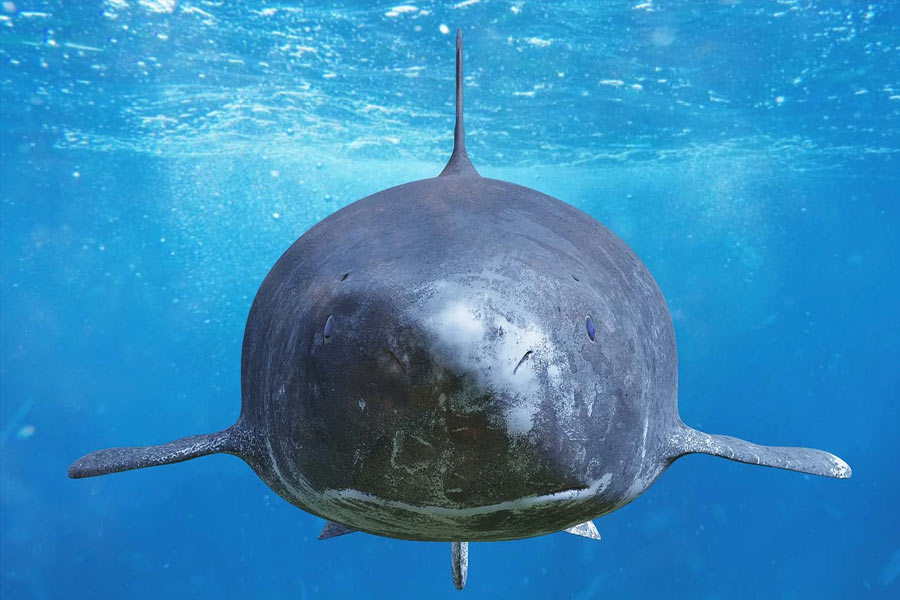 image of Greenland shark 