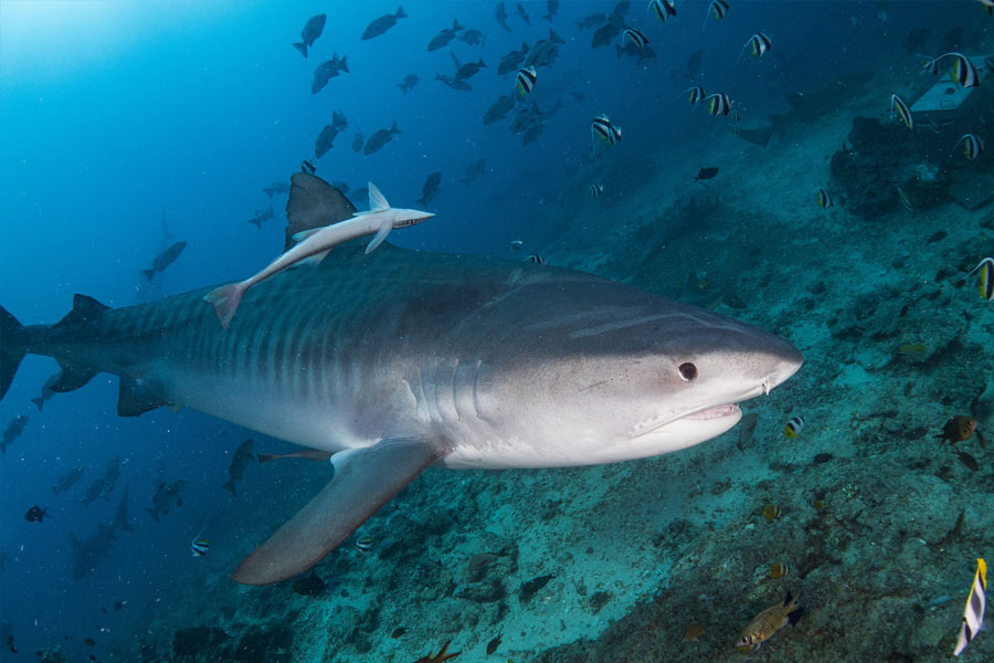 image of Greenland shark 