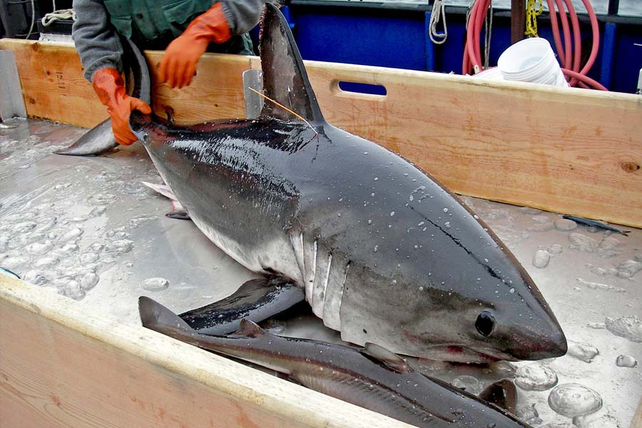 image of Greenland shark 