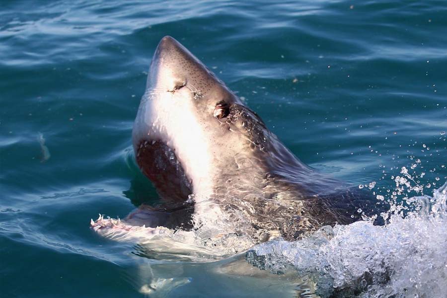image of Greenland shark 