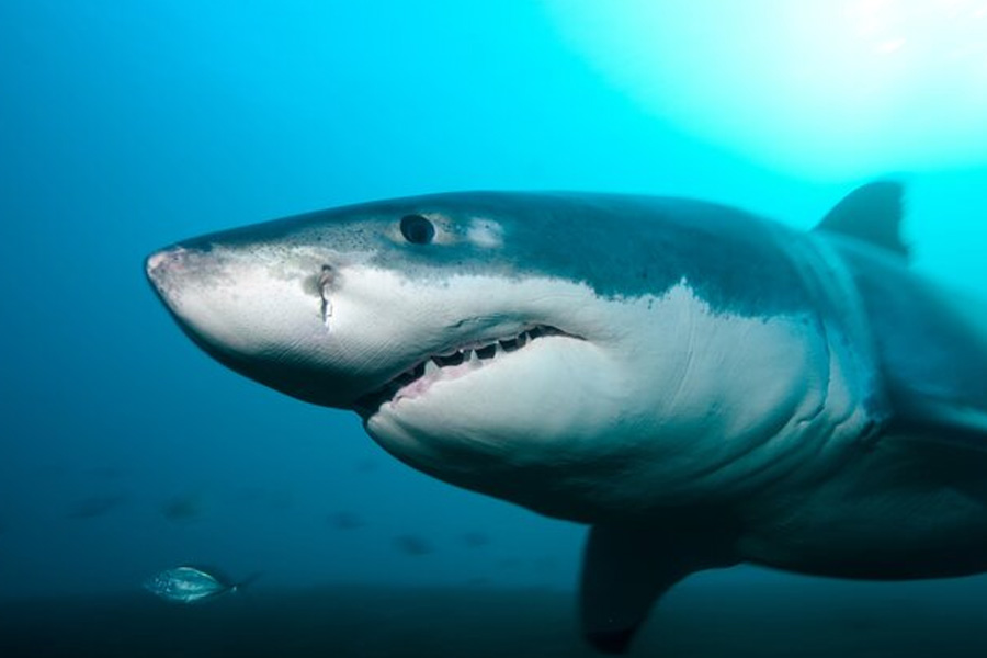 image of Greenland shark 