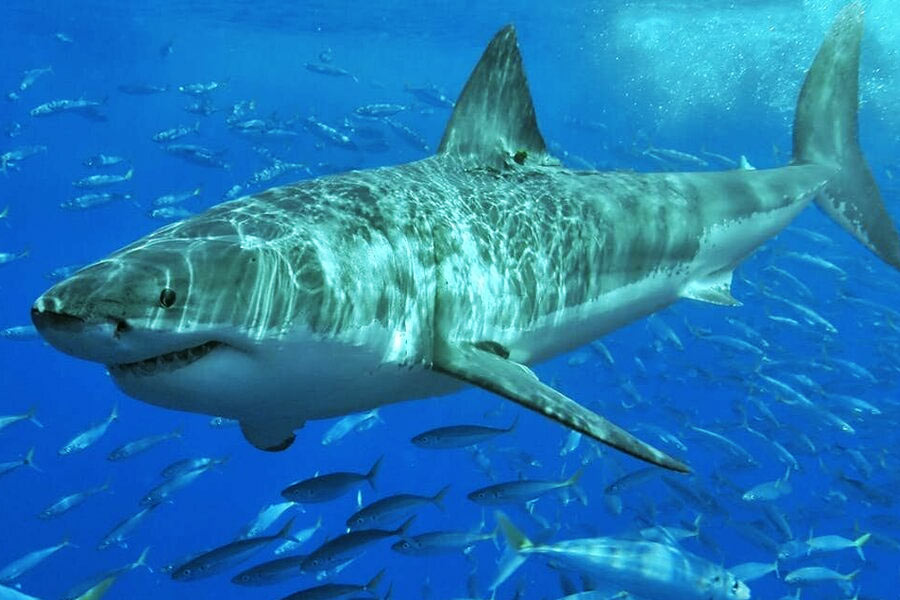 image of Greenland shark 