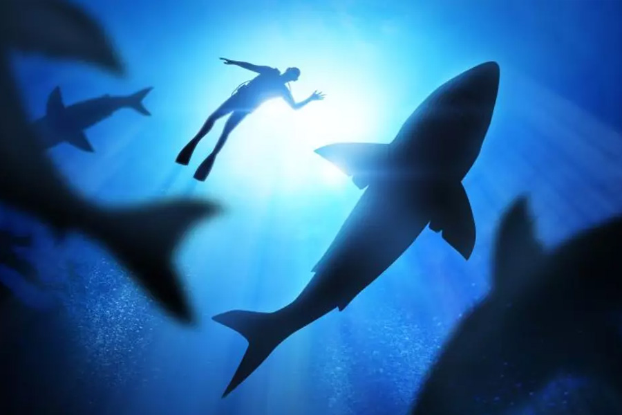 image of Greenland shark 