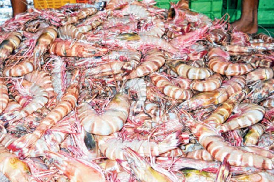 An image of prawns