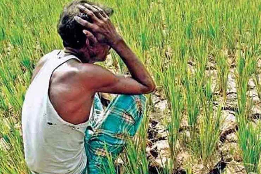Murshidabad Farmers worried