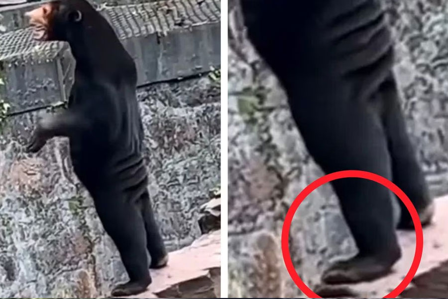 ১৪ সেকেন্ডের এমনই একটি ভিডিয়োয় দেখা গিয়েছে, চিড়িয়াখানার দর্শনার্থীদের দিকে মুখোমুখি দু’পায়ে ভর দিয়ে দাঁড়িয়ে লম্বা গলা উঁচিয়ে রয়েছে একটি ‘ভালুক’। কিছু ক্ষণ দর্শনার্থীদের সঙ্গে চোখাচুখির পর সেটি নিজের আস্তানার ঢুকে যাচ্ছে। যদিও ওই ভিডিয়োর সত্যতা যাচাই করেনি আনন্দবাজার অনলাইন।