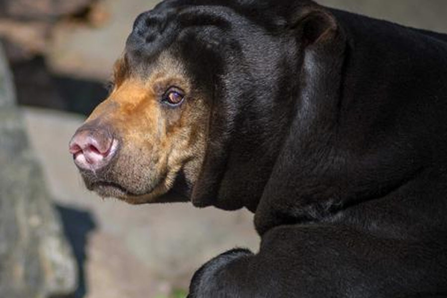 অনেকেই বলাবলি করেছেন, ঠিক যেন মানুষের মতো দাঁড়িয়ে পড়ছে ভালুকগুলি। লোকজনের দিকে হাত নাড়ছে। আশপাশ থেকে ছুড়ে দেওয়া খাবার দু’হাতে লুফে ধরার চেষ্টা করছে। কখনও পাথরের উপরে বসে পড়ছে। তবে কি সেটি ভালুকের মতো পোশাক পরা কোনও মানুষ?