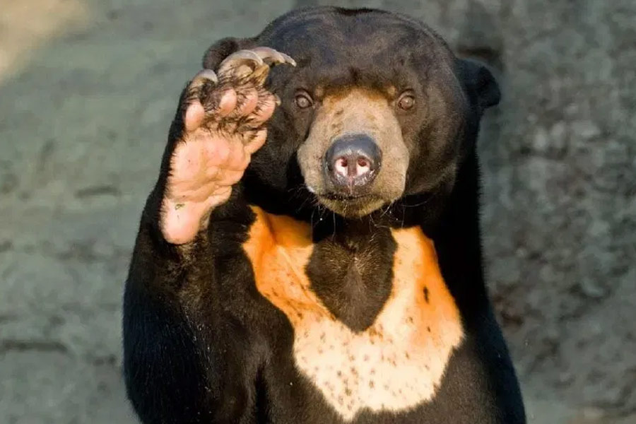 চিনের ওই চিড়িয়াখানা কর্তৃপক্ষ মনে করিয়ে দিয়েছেন, ‘‘সান বেয়ার প্রজাতির ভালুক উত্তর আমেরিকার গ্রিজ়লি বিয়ারের মতো দৈতাকার নয়। তারা ছোটখাটো চেহারার হয়। এই বিপন্ন প্রজাতির ভালুকেরা দুনিয়ার সবচেয়ে ছোট আকারের ভালুক।”