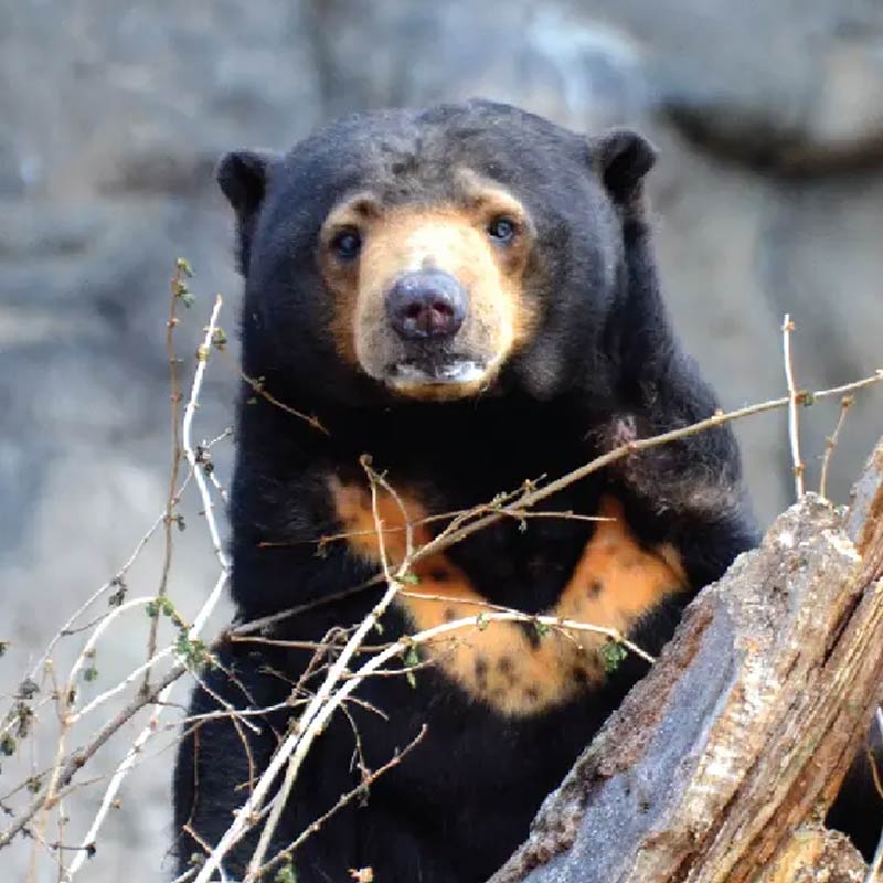 সমাজমাধ্যমের পোস্টে বলা হয়েছে, সান বেয়ার প্রজাতির ভালুকেরা দাঁড়িয়ে থাকলেও উচ্চতায় ৪ ফুট ৩ ইঞ্চির হয়। দক্ষিণ-পূর্ব এশিয়ার বনাঞ্চলের এই বাসিন্দাদের এক-একটি ২৫ থেকে ৬৫ কিলো ওজনের হয়।