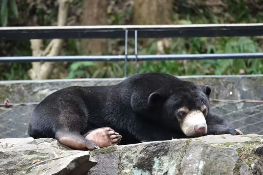 চিনা কর্তৃপক্ষের সঙ্গে সহমত ইংল্যান্ডের চেস্টার চিড়িয়াখানার অ্যাশলে মার্শাল। ওই ভিডিয়োগুলি দেখার পর তাঁর মত, সেগুলি নিশ্চিত ভাবে আসল ভালুক। তিনি আরও জানিয়েছেন, সান বেয়ার প্রজাতির ভালুকদের দেখে অনেক সময় মনে হয় যেন তারা ছদ্মবেশী দু’পেয়ে।