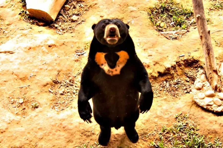 যাবতীয় অভিযোগ অস্বীকার করে চিড়িয়াখানার মুখপাত্র জানিয়েছেন, ভালুক সাজার জন্য ফারের কোটে থাকতেই পারবেন না কোনও মানুষ। কারণ, ৪০ ডিগ্রি সেলসিয়াসের তীব্র গরমে ওই শীতের পোশাকে কয়েক মিনিটের বেশি টেকা অসম্ভব।