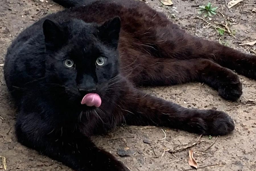 চিনের অন্যান্য চিড়িয়াখানায় এ হেন ‘জোচ্চুরি’র অভিযোগ আগেও উঠেছে। অভিযোগ, এক বার কুকুরদের গায়ে রং করিয়ে সেগুলিকে আফ্রিকার বিড়াল বলে চালানোর চেষ্টা করেছিলেন চিড়িয়াখানা কর্তৃপক্ষ।
