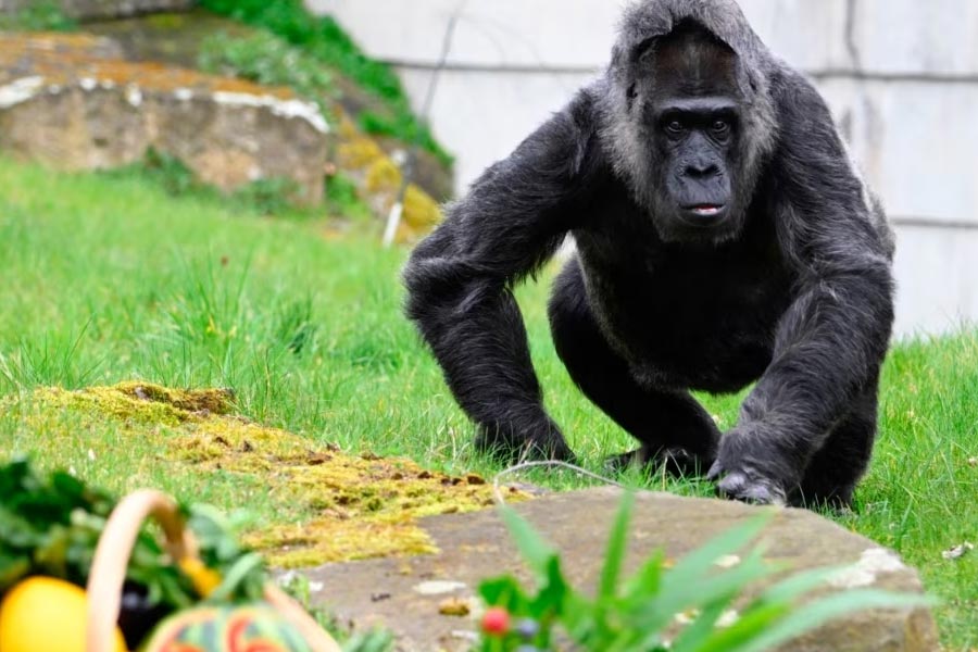 ২০১৯ সালে চ্যাংঝৌ প্রদেশের ‘ইয়াংচেং ওয়াইল্ড অ্যানিম্যাল ওয়ার্ল্ড’ নামে চিড়িয়াখানায় গোরিলার ছদ্মবেশে নাকি ঘুরে বেড়াতেন সেখানকার দুই কর্মী।