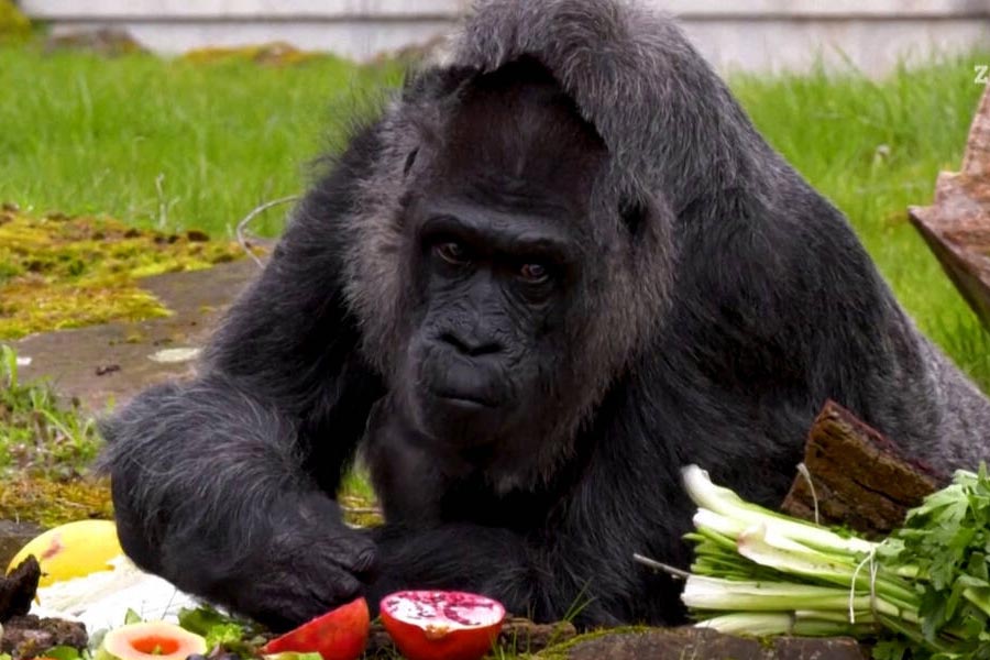 ‘ইয়াংচেং ওয়াইল্ড অ্যানিম্যাল ওয়ার্ল্ড’-এর বিরুদ্ধে এ হেন অভিযোগ ওঠার পর ওই চিড়িয়াখানা কর্তৃপক্ষ দাবি করেন, ‘এপ্রিল ফুল’ দিবসে খানিক মজা করার জন্যই ওই কাণ্ড করা হয়েছিল।