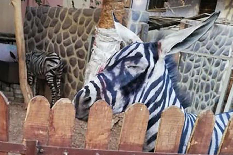 দুনিয়ায় এমন জোচ্চুরির উদাহরণ বিরল নয় বলে দাবি সংবাদমাধ্যমের। কায়রোর একটি চিড়িয়াখানায় দর্শনার্থীদের ধোঁকা দিতে নাকি গাধার গায়ে রং মাখিয়ে জেব্রা হিসাবে সাজিয়ে রাখা হত।