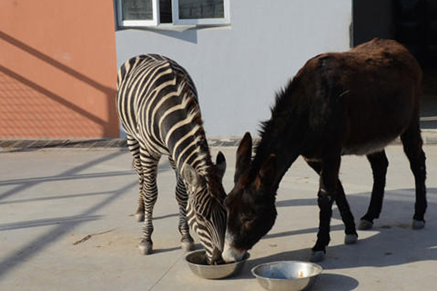 মিশরের এক ছাত্রের নজরে সেই জোচ্চুরি ধরা পড়ে গিয়েছিল। এ নিয়ে হইচই শুরু হতেই সে দেশের পশু চিকিৎসকেরা একযোগে জানিয়েছিলেন, ওই প্রাণীটি জেব্রা নয়, পুরোদস্তুর গাধা।