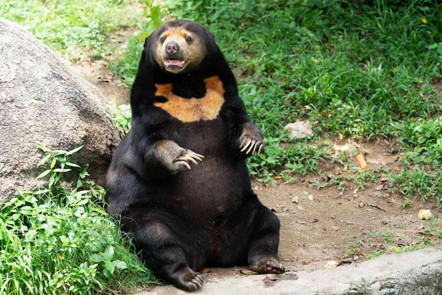 চিড়িয়াখানার প্রাচীরের উল্টো দিকে দাঁড়িয়ে কখনও দর্শনার্থীদের দিকে হাত নাড়ছে। কখনও বা তাঁদের ছুড়ে দেওয়া খাবার লুফে নিচ্ছে। এক ঝলকে দেখলে ভালুক বলে মনে হলেও সেগুলি কি আসলে ফারের কোট পরা দু’পেয়ে? এমনধারা প্রশ্নবাণে জর্জরিত চিনের এক চিড়িয়াখানা কর্তৃপক্ষ।