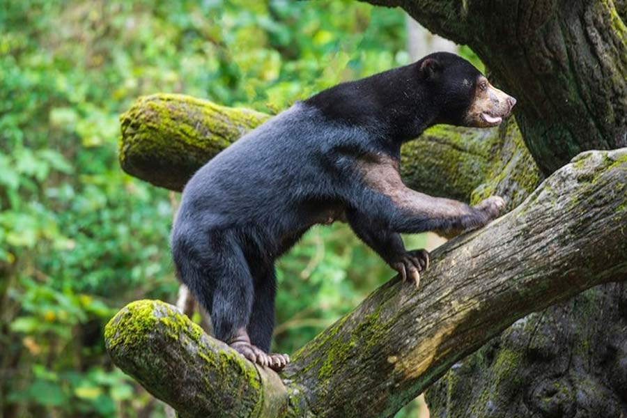 সান বেয়ার প্রজাতির ওই বণ্যপ্রাণীরা যে ছদ্মবেশী দু’পেয়ে নন, তা বোঝাতে ভালুকের কণ্ঠস্বর নকল করেই যাবতীয় প্রশ্নের জবাব দিয়ে সমাজমাধ্যমে একটি পোস্ট করেছেন চিড়িয়াখানা কর্তৃপক্ষ।