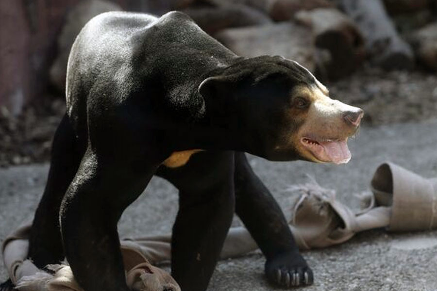 অ্যাঞ্জেলার কণ্ঠটি বলে চলে, ‘‘ভালুকের কথা মনে এলে প্রথমেই মাথায় আসে অসীম শক্তিশালী একটা বড়সড় চেহারার কথা... কিন্তু সব ভালুক যে এমন বিশালাকার দৈত্যের মতো ভয়ঙ্কর চেহারার, তা নয়।’’