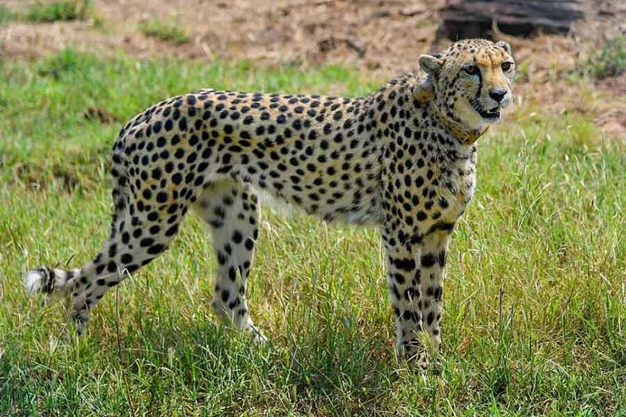Female Cheetah found dead in Madhya Pradesh’s Kuno national park