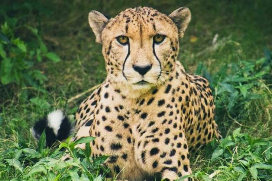 SC says, there is no reason to question the government on the moves being made to reintroduce cheetahs in India