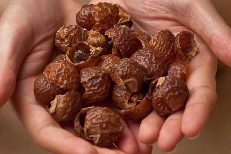 Image of Soap Nuts
