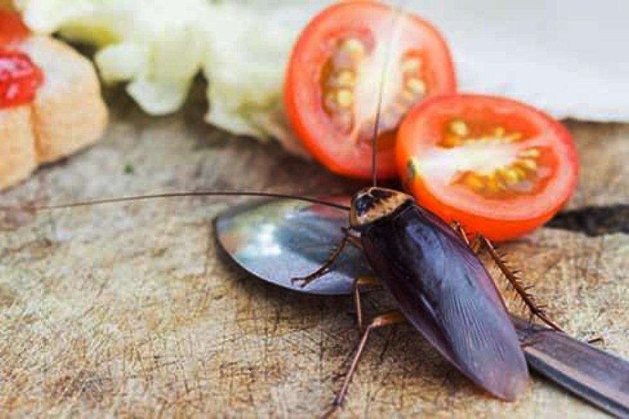 Image of cockroach
