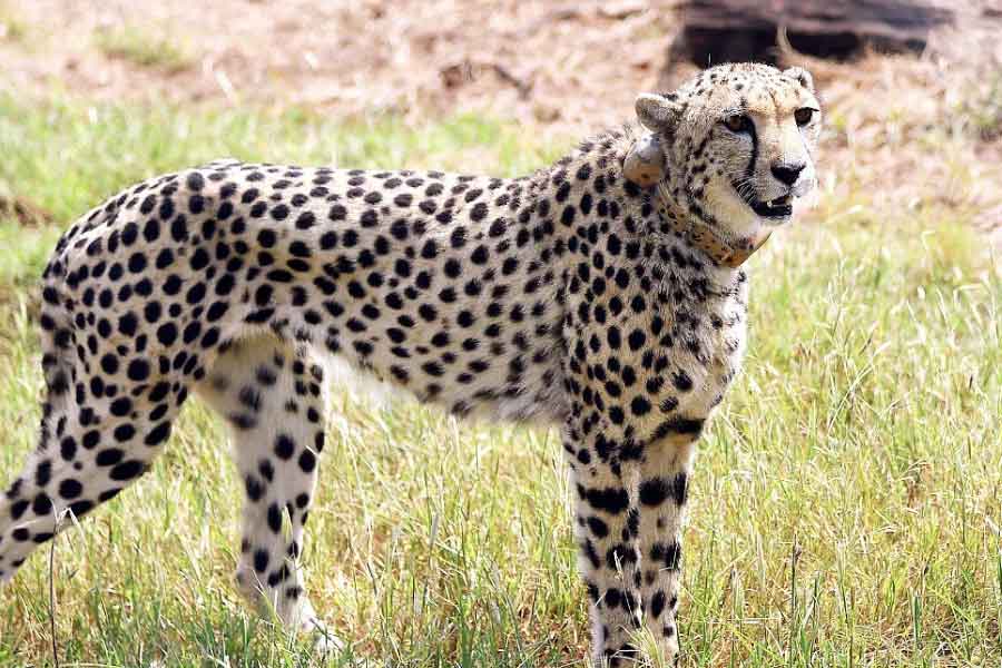 image of cheetah