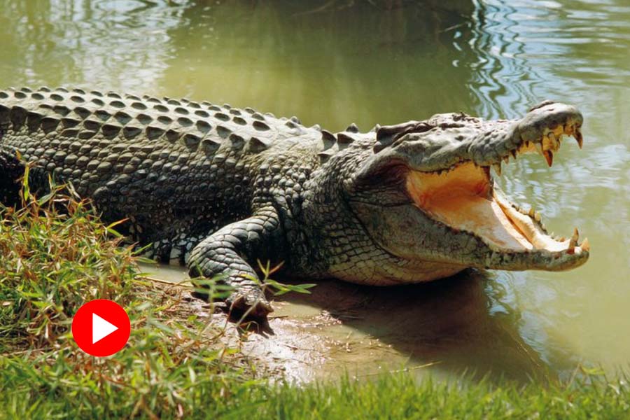 Crocodile attacks zoo keeper as people jumps in for help.