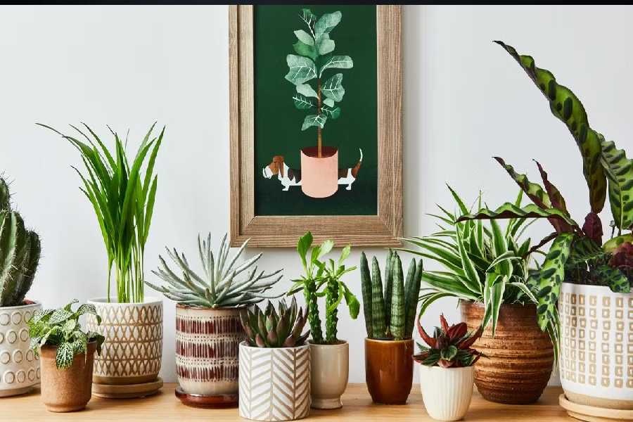 image of Home Plants.