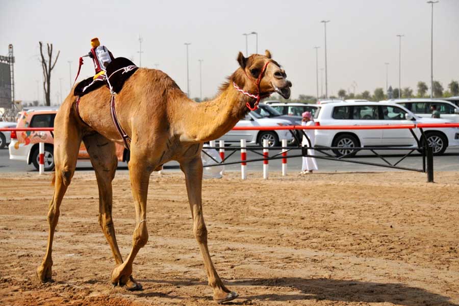 Expensive things that can only be seen in Dubai