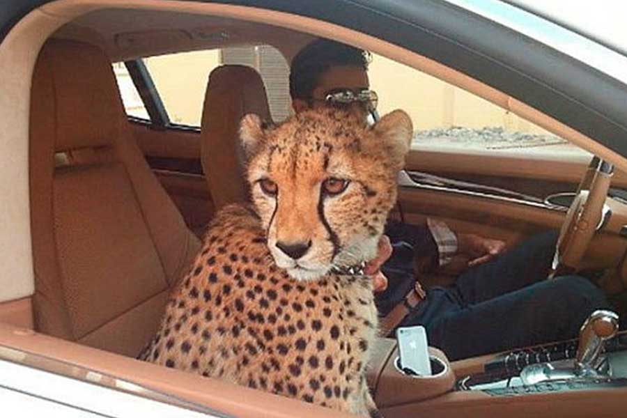 Expensive things that can only be seen in Dubai