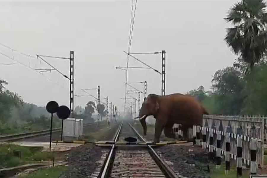 An elephant breaks railgate at Chakulia