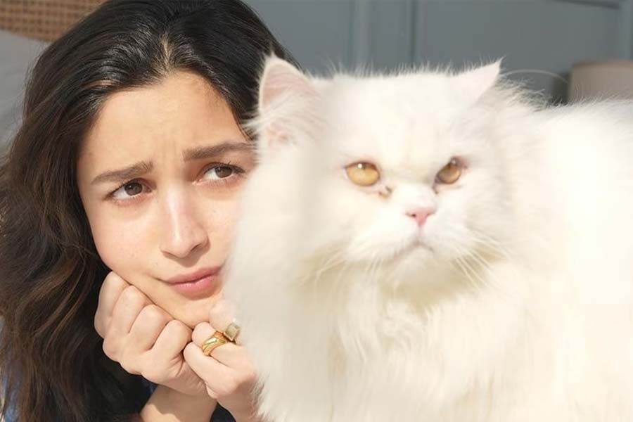 Image of Alia Bhatt with her persian cat Edward.