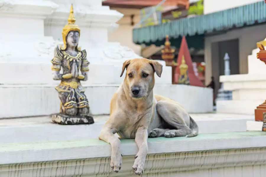 image of dog temple 
