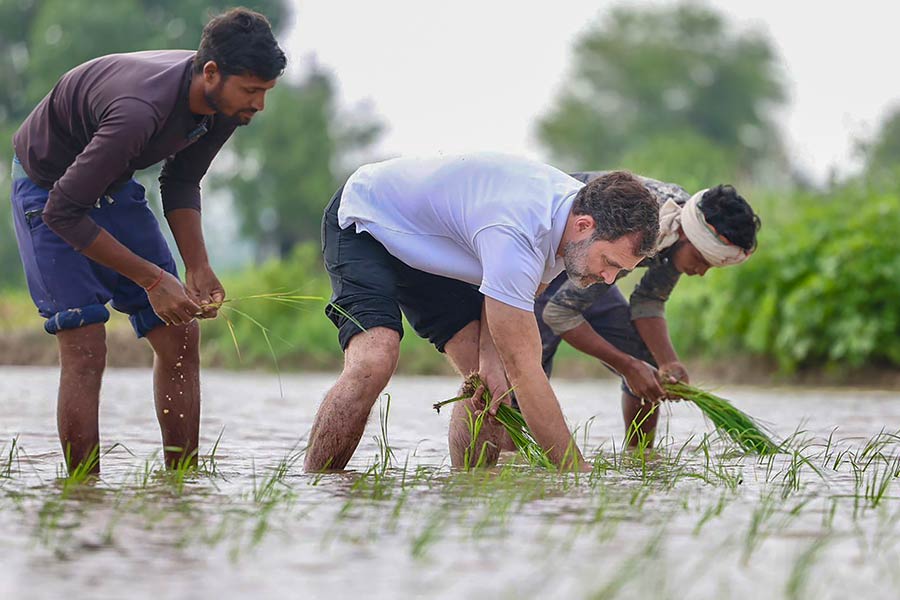 এ কি প্রত্যাবর্তন? না কি পুনরুত্থান? সাংসদ পদ খোয়ানো এবং ফিরে পাওয়ার মাঝে হরিয়ানার সোনিপতে।