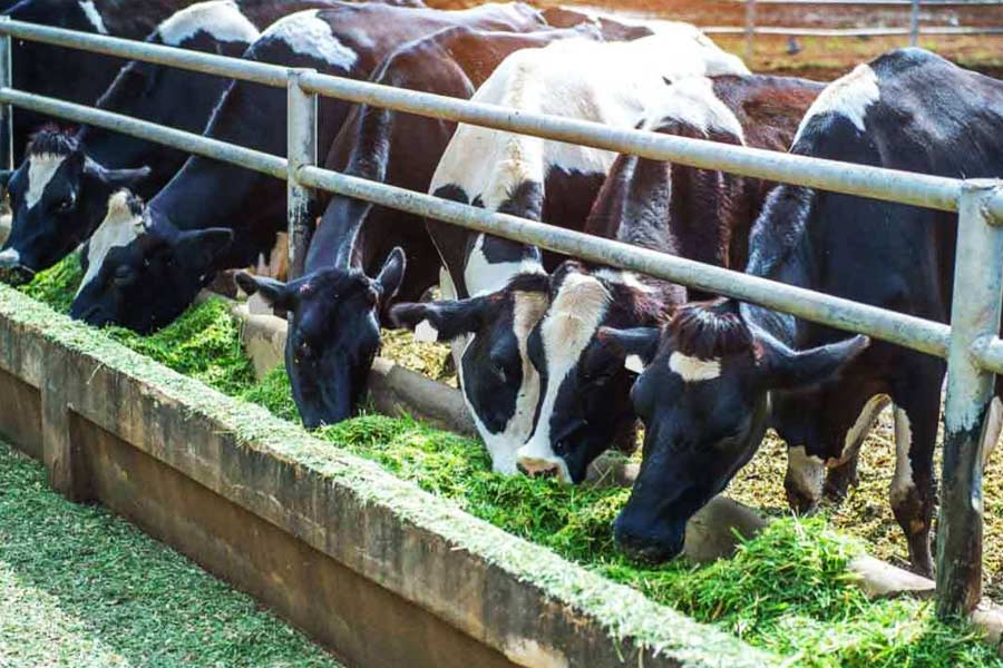 কর্ণাটকের মুন্দ্রু গ্রামের বাসিন্দা জয়গুরু। সেই গ্রামেই বড় হয়ে ওঠা তাঁর। জয়গুরুর বাবা নিজের হাতে খামার তৈরি করেছিলেন। সেখান থেকেই সংসারের খরচ চলত তাঁদের।